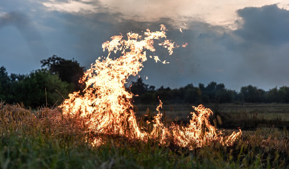 Wildfires and Climate Change - A Symptom of a Larger Environmental Crisis